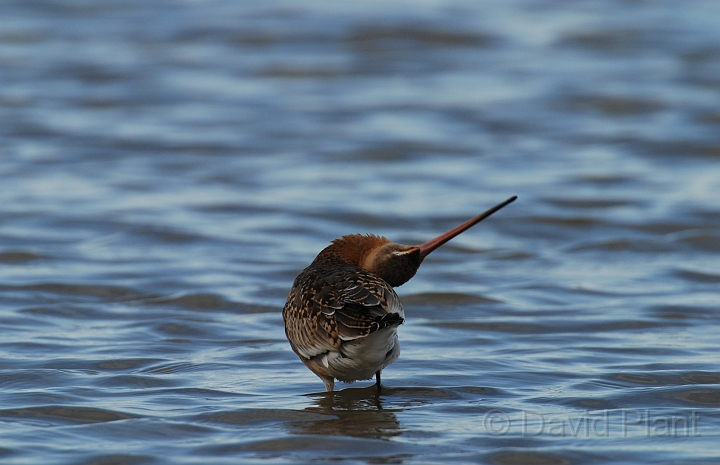 Black-tailed godwit - D.JPG - Black-tailed godwit - Slimbridge